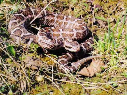 龙:传说的兽原型探秘(蝮蛇类) 龙:传说的兽原型探秘(蝮蛇类)