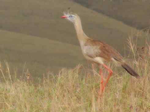 动物世界：山寨还是原创？