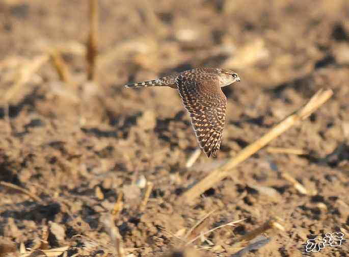 官厅水库 wbr路 wbr四种猛禽 官厅水库 wbr路 wbr四种猛禽