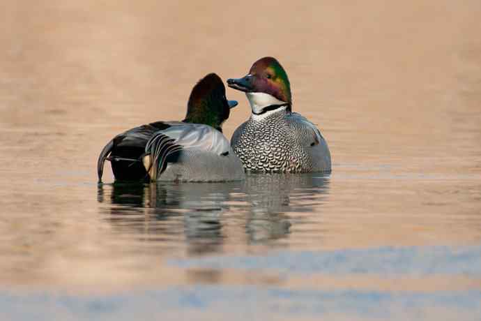 唐罗鸭 wbr八百里加急★
