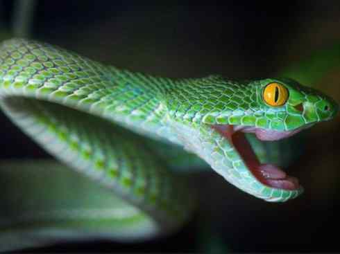 龙:传说的兽原型探秘(蝮蛇类) 龙:传说的兽原型探秘(蝮蛇类)