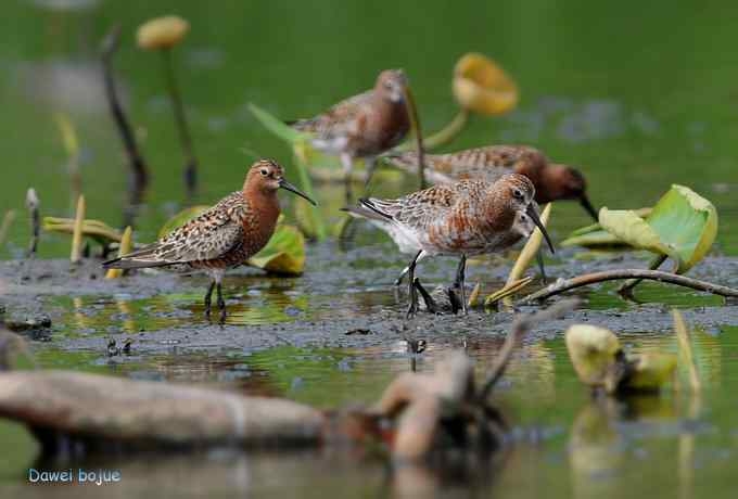 曼妙起舞--慢门抓拍滨鹬起飞瞬间