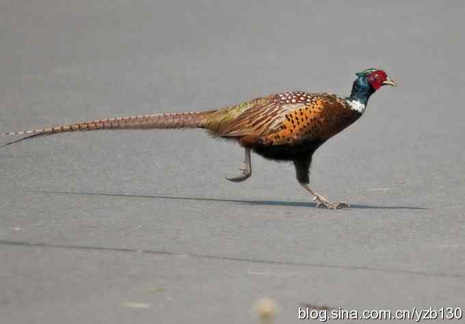 闲庭信步环颈稚（组图，21张图片）