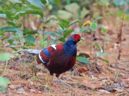 凤凰：传说的鸟原型探秘（雉鸡）