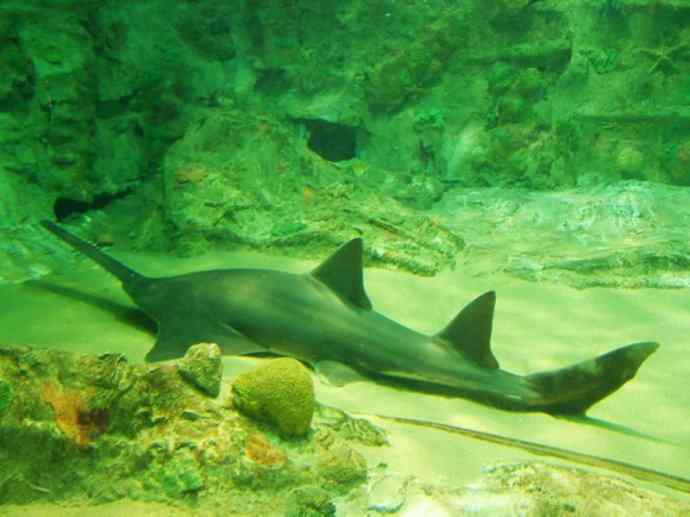 鱼类活化石：锯鳐