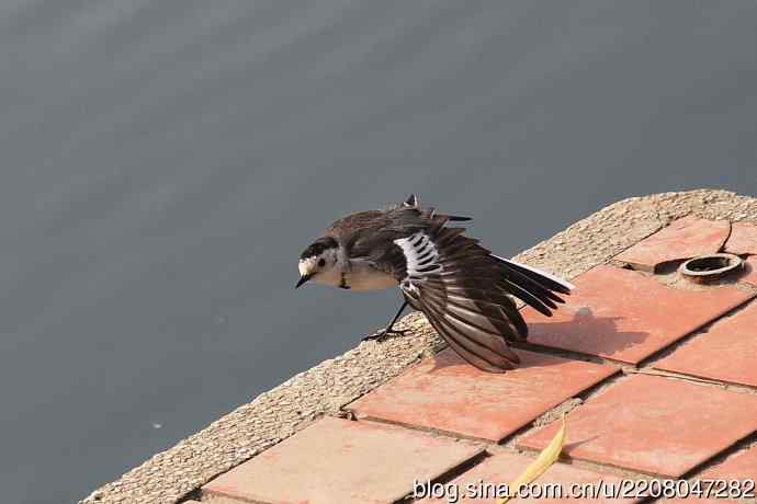 151.圣诞节送上12月份拍新鸟