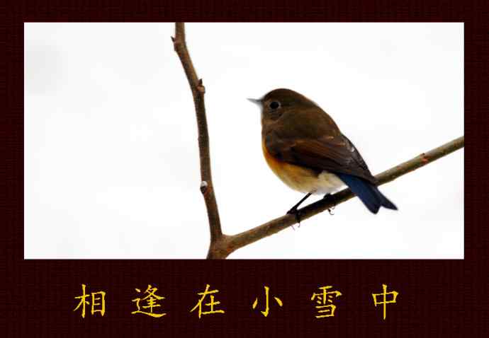 北京天坛公园的鸟类——相逢在小雪中