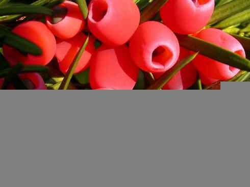 鱼类活化石：月眼鱼