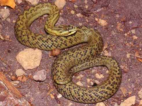 龙:传说的兽原型探秘(蝮蛇类) 龙:传说的兽原型探秘(蝮蛇类)