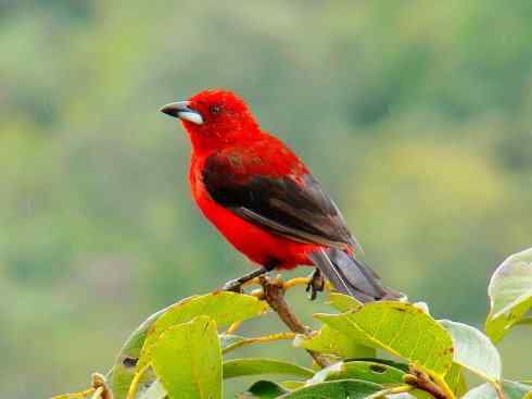 极品红色鸟类：巴西仲嘴雀