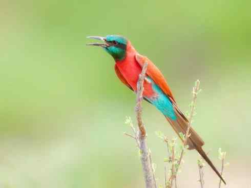 极品红色鸟类:红蜂虎