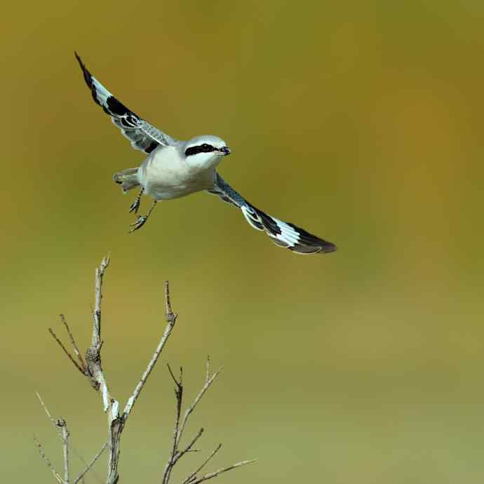 盘点野鸭湖（我的2012年）