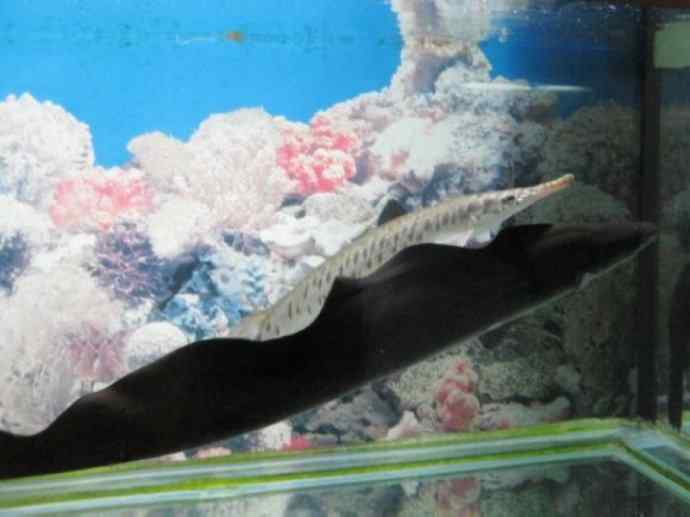 鱼类活化石：裸臀鱼