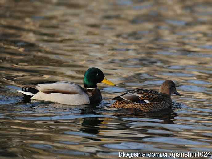 水禽湖冬季运动会