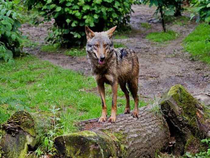 犬科：犬亚科犬属之灰狼