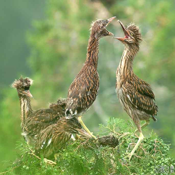 小白鹭与小夜鹭