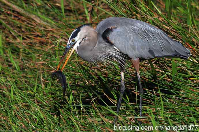 大蓝鹭(10) 大蓝鹭(10)