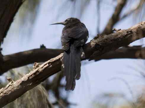 绝色攀禽:戴胜与林戴胜2 绝色攀禽:戴胜与林戴胜2