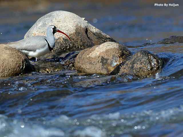 峡谷中观赏百态鹮嘴鹬