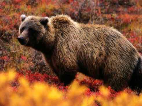 十大喜食蜂蜜动物：棕熊