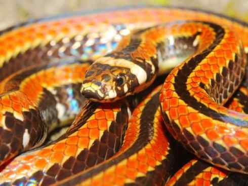 龙：传说的兽原型探秘（环蛇类）