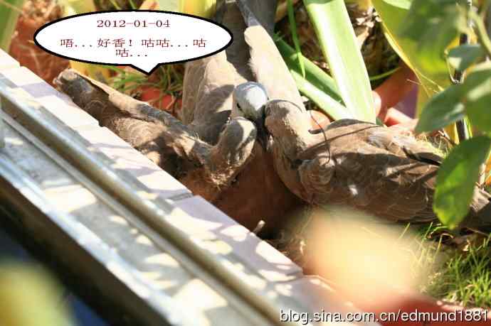 珠颈斑鸠育儿记