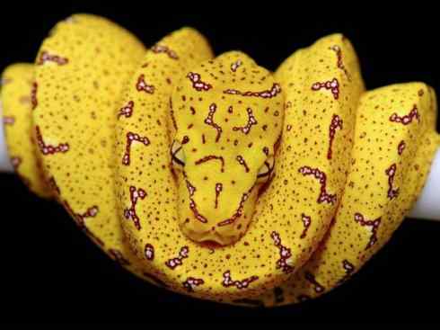 龙:传说的兽原型探秘(树蟒类) 龙:传说的兽原型探秘(树蟒类)