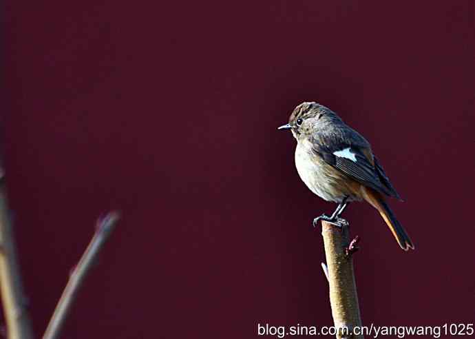 第一场春雨之后 wbr1