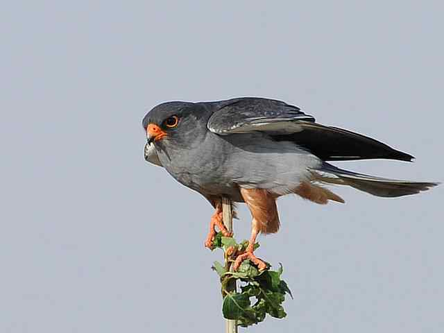 阿穆尔隼咏叹 阿穆尔隼咏叹