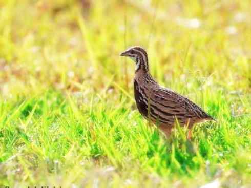 家禽驯化之源之十 家禽驯化之源之十