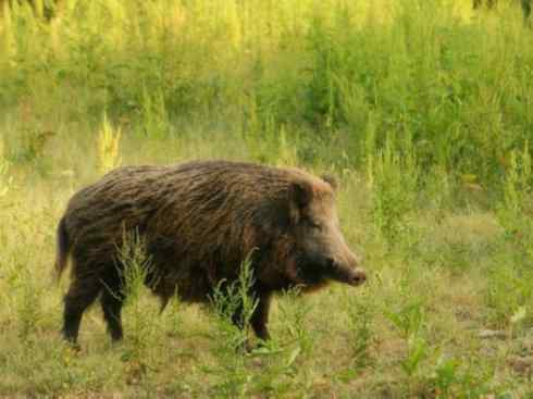 动物世界：山寨还是原创之四