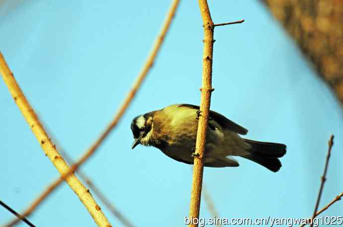 北京景山公园的鸟类——白头鹎（1）