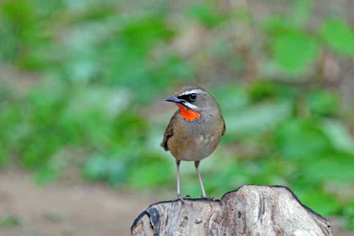雄性红喉歌鸲(4) 雄性红喉歌鸲(4)