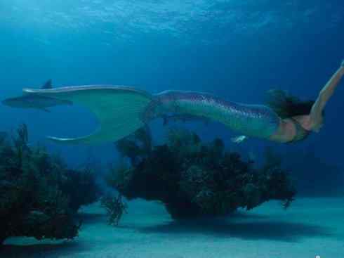 美人鱼:传说的兽 美人鱼:传说的兽