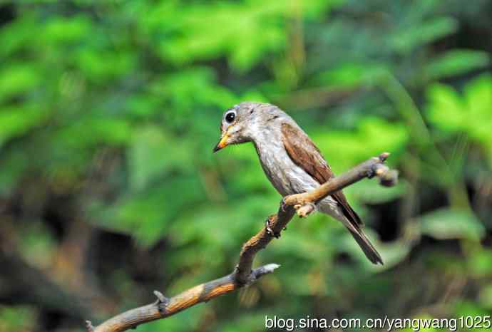 北灰鹟(尘封版) 北灰鹟(尘封版)