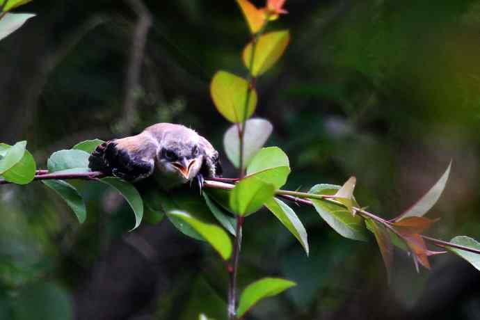 200.伯劳雏鸟上树危机四伏