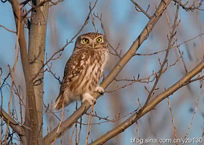 密林深处遭遇方头小猫（组图，12张图片）