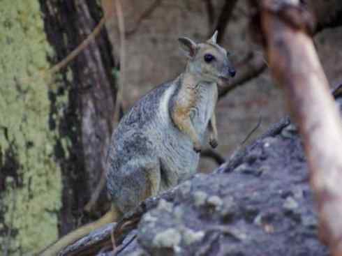 动物世界：山寨还是原创之八