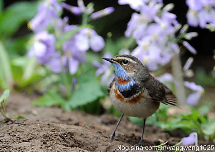 蓝喉歌鸲 wbr1 蓝喉歌鸲 wbr1