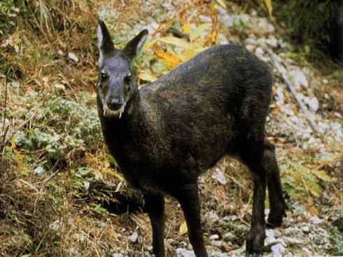 麒麟：传说的兽原型探秘（长颈鹿）