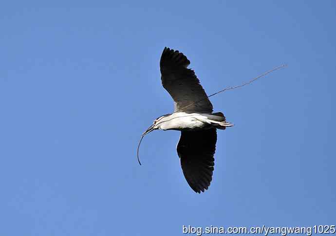 飞(夜鹭)17 飞(夜鹭)17