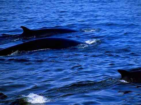 自然奇观：动物大迁徙(须鲸类)