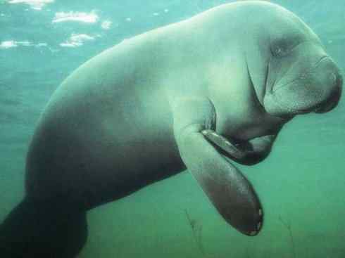 美人鱼：传说的兽原型探秘（海牛）