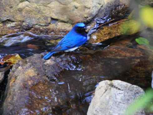 美丽无罪:雀鸟之姬鹟 美丽无罪:雀鸟之姬鹟