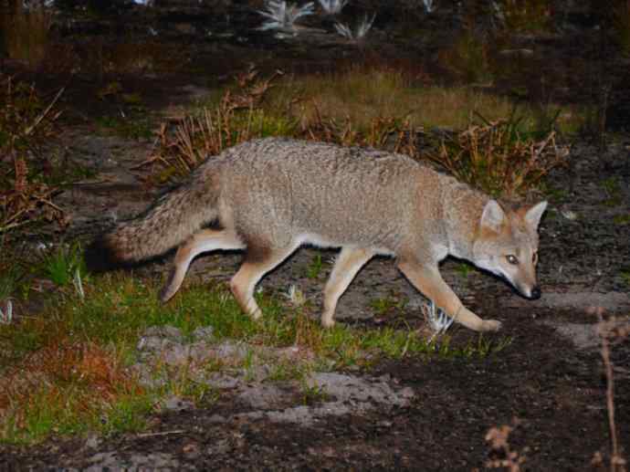 犬科：狐亚科伪狐属之高地狐、河狐、秘鲁狐
