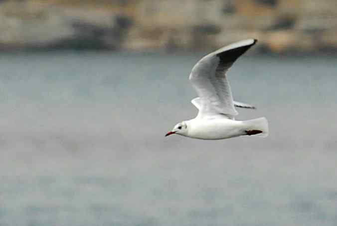 远离黄沙.这边独好(颐和园打鸟)