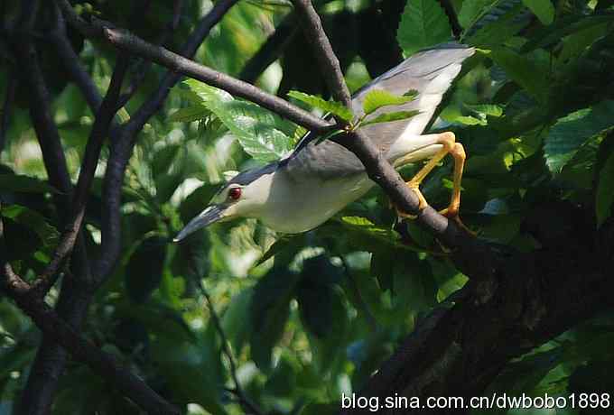 鸟友同游怀沙河
