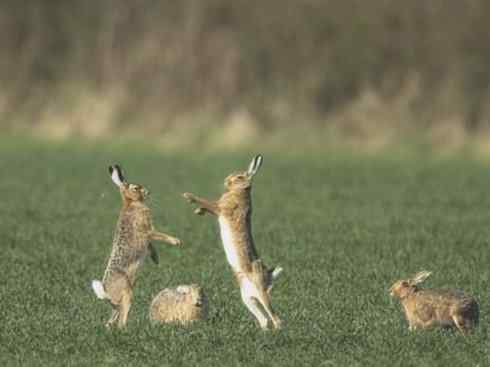 动物世界：山寨还是原创之十四