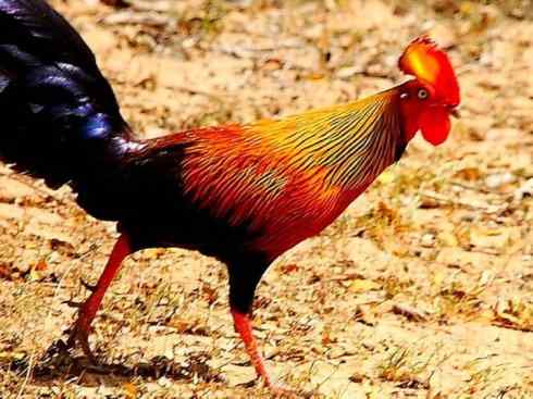 凤凰：传说的鸟原型探秘（原鸡）