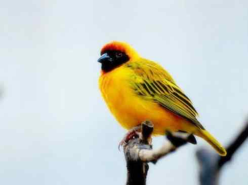 家禽驯化之源之二十四